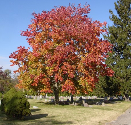 tree in cemetery in autumn