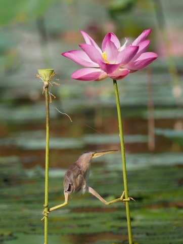 in a swamp a small bird balances between two plant stalks with one foot clutching each plant